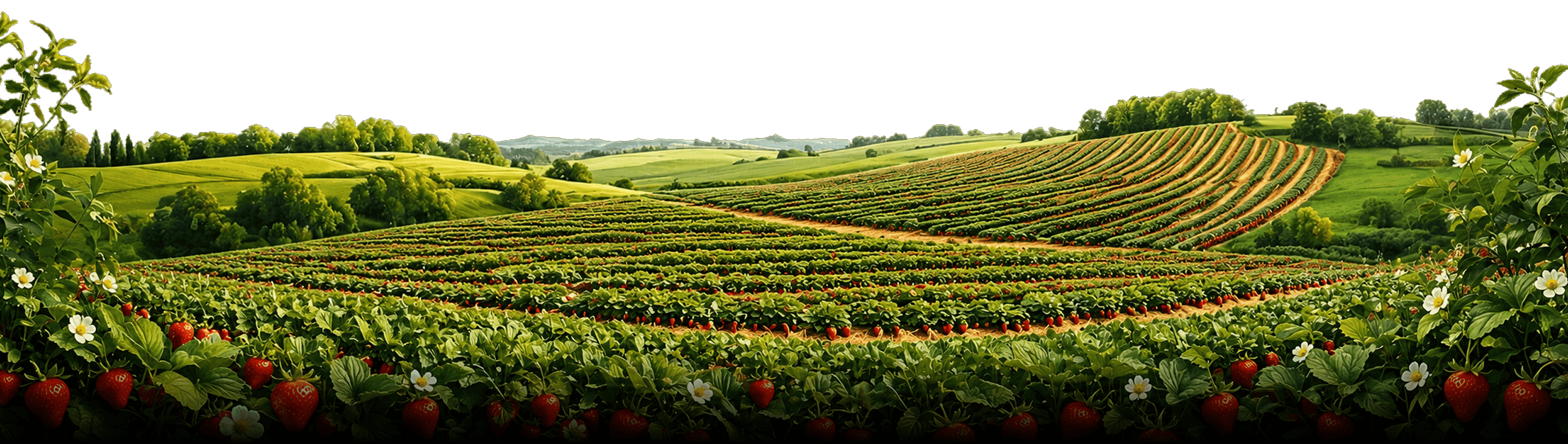 Strawberry Field