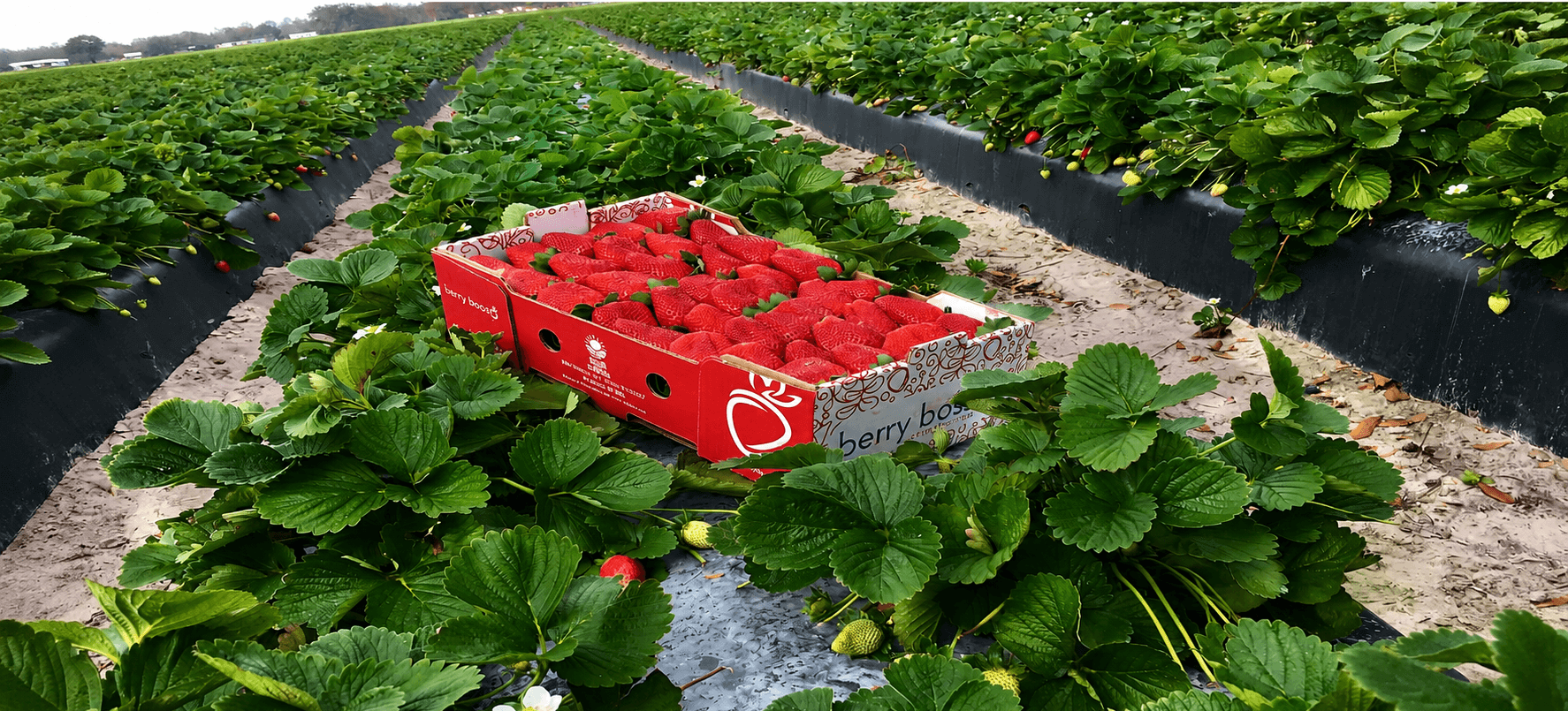 Strawberry Fields 3